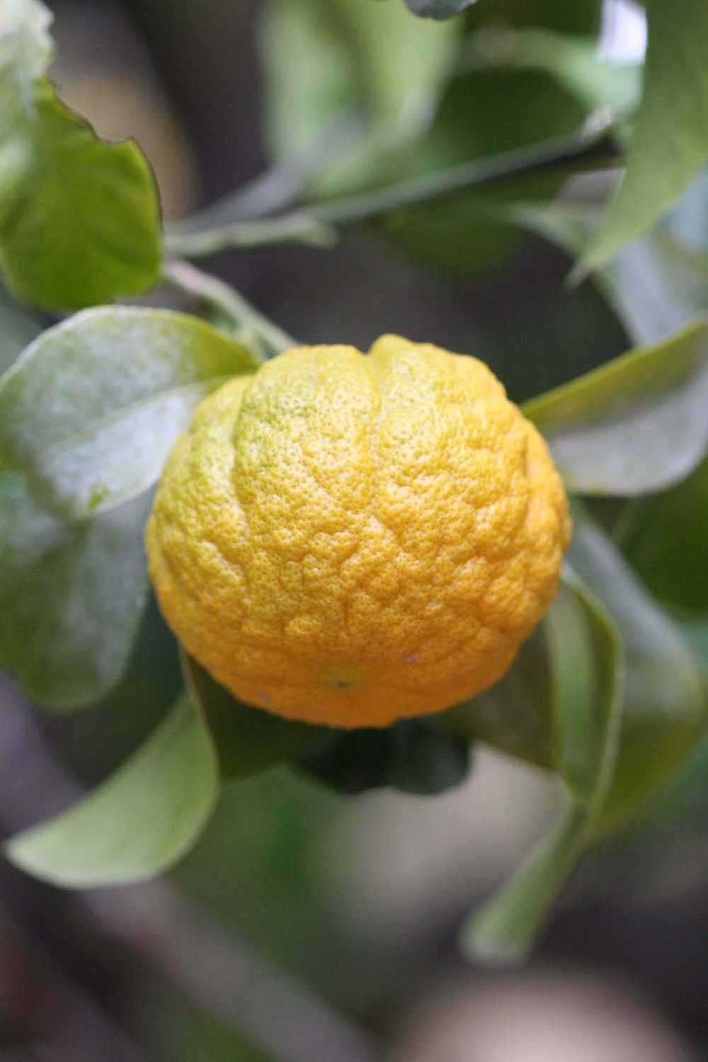              Fruit of  Citrus limon     x  Poncirus   trifoliata                      (1449, Riverside,   CA)       